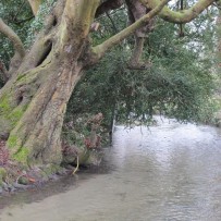 Go with the Flow: The story of Letcombe Brook